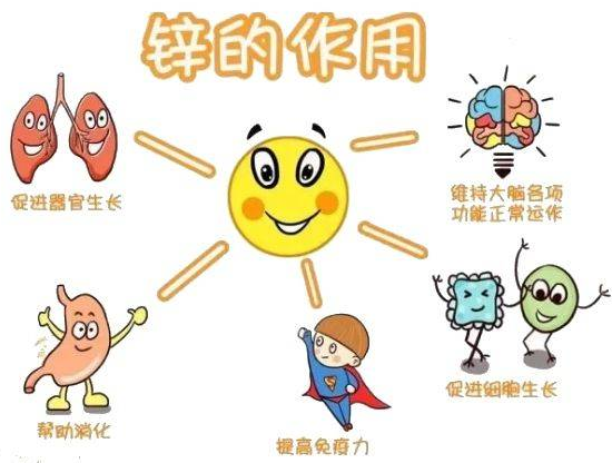 2024海角官网首页厂家提示变身威猛先生？该怎样正确看待锌的摄入